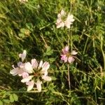 Coronilla variaFloare