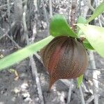 Pelliciera rhizophorae Fruit