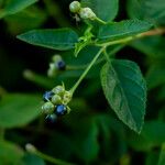 Lantana canescens Плод