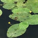 Nuphar pumila पत्ता