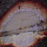 Garcinia densivenia Bark