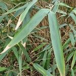 Phyllostachys sulphurea Hábitos