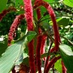 Acalypha hispida Muu