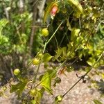 Halleria lucida Fruto
