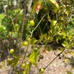 Halleria lucida Fruit