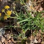 Bupleurum ranunculoides Хабит