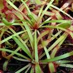 Drosera capensis Blad