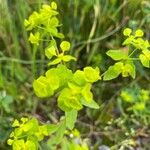 Euphorbia platyphyllos 叶