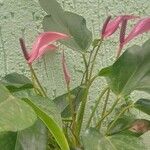 Anthurium amnicola List