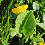 Abutilon mauritianum Leaf