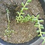 Sedum diffusum পাতা