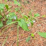 Mertensia paniculata Flower