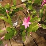 Schlumbergera truncata葉