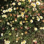 Erigeron karvinskianus 整株植物