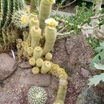 Parodia lenninghausii Costuma