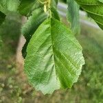 Alnus glutinosaপাতা