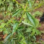 Andrographis paniculata Blad