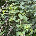 Lonicera japonica Blatt