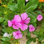 Catharanthus roseusBlomst