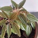 Peperomia albovittata Feuille