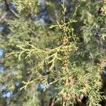 Juniperus thurifera Yaprak