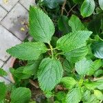 Lantana viburnoides Blad