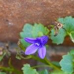 Campanula portenschlagiana Folio