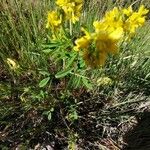 Trigonella esculenta Yaprak