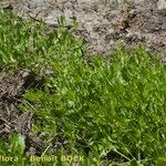 Ranunculus lateriflorus Habit