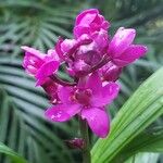 Spathoglottis unguiculata Flower