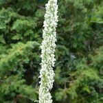 Phleum pratense Flower