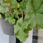 Pelargonium odoratissimum 葉