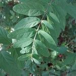 Hypericum hircinum Blad