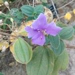 Tibouchina clavata