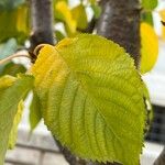 Prunus sargentii Leaf