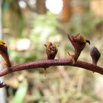 Bulbophyllum resupinatum Kwiat