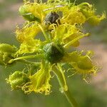 Ruta chalepensis Flor