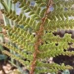 Polystichum luctuosum Annet