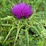 Silybum marianum Flor