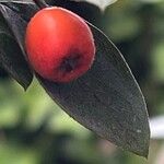 Cotoneaster franchetii Plod