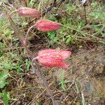 Fritillaria gentneri പുഷ്പം