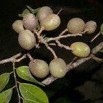 Dialium guianense Fruchs