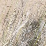 Stipagrostis ciliata Fula