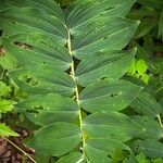 Polygonatum biflorum Φύλλο