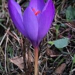 Crocus ligusticus Кветка