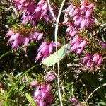 Erica herbacea Květ