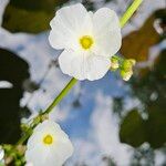Echinodorus grandiflorus Flor