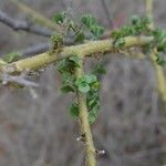 Commiphora schimperi Leaf