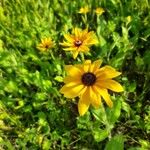 Rudbeckia hirtaBlüte