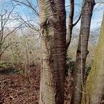 Betula alleghaniensis Kôra